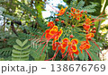 Wide shot of Vibrant orange blooms burst from lush green foliage. Sunlight filters through dense tree canopy above. Plants sway gently in natural outdoor breeze. Flowers glow vividly 138676769