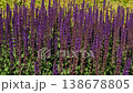 A detailed view of lavender in full bloom in a park on a sunny day. The flowers are purple and stunning, and the breeze gently caresses them. 138678805