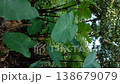 Vertical Medium shot of Lush green leaves rise from dark soil. Large, broad leaves dominate the forest floor. Dense foliage creates a natural, verdant canopy 138679079