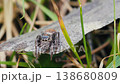 Slow Motion Close-Up of a Jumping Spider in a Sunlit Forest 138680809