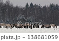 Wild Konik Horse Grazing and Playing in Snowy Belarus Field Close-Up 138681059