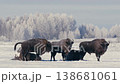 European Bison Peeing in Snowy Field at Sunrise in Belarus 138681061