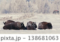 European Bison Resting on Snowy Field at Sunrise in Belarus 138681063