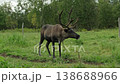 A domesticated reindeer with large antlers on a leash in a meadow 138688966
