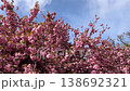 Close up of vibrant pink cherry blossom branch swaying gently in the spring breeze against blue sky, bright sakura flowers in full bloom against soft natural background capturing seasonal beauty 138692321