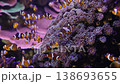 School of clownfish swimming in purple anemone 138693655