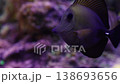 Scopas tang swimming over a purple coral reef 138693656