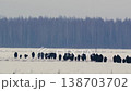 European Bison Herd Moving Across Snowy Field in Belarus 138703702