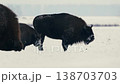 European Bison foraging in Snowy Field at Dusk in Belarus 138703703