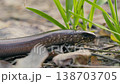 Close-Up of a Legless Lizard Crawling and Flicking Tongue in Sunlight 138703705
