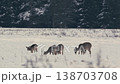Roe Deer Feeding on Snow-Covered Field in Wintery Belarus 138703708