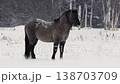 Wild Horses on Snowy Field: Winter Cloudy Landscape 138703709