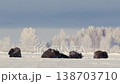 European Bison Resting on Snowy Field at Sunrise in Belarus 138703710
