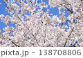 Cherry trees swaying in the wind 138708806