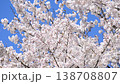 Cherry trees swaying in the wind 138708807