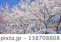 Cherry trees swaying in the wind 138708808