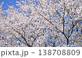 Cherry trees swaying in the wind 138708809