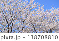Cherry trees swaying in the wind 138708810