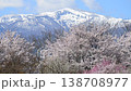 Cherry blossoms and Mount Minowa 138708977