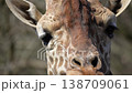 Close-up of a giraffe's face (60fps) 138709061