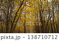 Immersive view of a forest path with vivid autumn leaves and tall trees, calm mood. 138710712