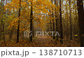 Golden autumn forest with foggy ambiance and towering trees, tranquil walk 138710713