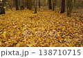 Cinematic view of fallen golden leaves on a serene forest floor, shot with gimbal 138710715