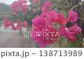 Bougainvillea flowers blooming under a cloudy sky 138713989