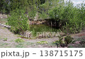 Small natural pond with dark green water reflects surrounding lush spring vegetation including young trees and bushes, creating serene outdoor landscape 138715175