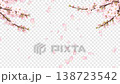 春日里，櫻花枝繁葉茂，花瓣飄落的景象。 138723542