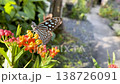 A close-up of a Great Mormon butterfly sipping nectar from a flower in a garden on Amami Oshima Island. 138726091