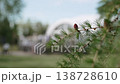 Larch branch swaying in wind with young needles and cone against background of event tent. Spring tree shoots closeup. 138728610
