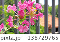 Pink crape myrtle flowers with flying bee. 138729765