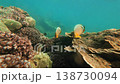 School of butterflyfish swimming over coral reef with sun rays 138730094