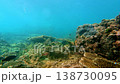 Tropical fish swimming over coral reef with sun rays 138730095