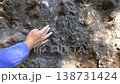 Close up of hand touching rocky surface with ivy 138731424