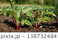 Beets growing in garden beds with lush green leaves. 138732484