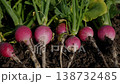 Fresh, ripe, freshly harvested radishes lie on the ground.  138732485