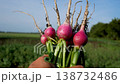 Ripe radishes just pulled out of the garden in the hands of a farmer 138732486