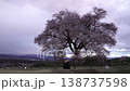 Nirasaki Wanizuka's Single Cherry Tree 138737598