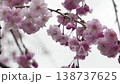 Myoryo-ji Temple: Weeping cherry blossoms in full bloom 138737625