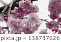 Myoryo-ji Temple: Weeping cherry blossoms in full bloom 138737626