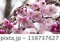 Myoryo-ji Temple: Weeping cherry blossoms in full bloom 138737627