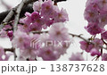 Myoryo-ji Temple: Weeping cherry blossoms in full bloom 138737628
