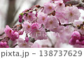 Myoryo-ji Temple: Weeping cherry blossoms in full bloom 138737629