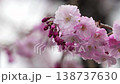 Myoryo-ji Temple: Weeping cherry blossoms in full bloom 138737630