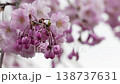Myoryo-ji Temple: Weeping cherry blossoms in full bloom 138737631