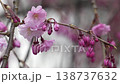 Myoryo-ji Temple: Weeping cherry blossoms in full bloom 138737632