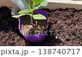 きゅうり苗　植え替え　家庭菜園 138740717