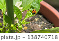 ピーマンの葉の上のテントウ虫 138740718
